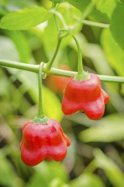 making hot sauce from fresh peppers