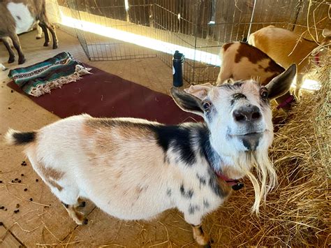 Goat yoga brings stretches and smiles to Salem - Salem Reporter