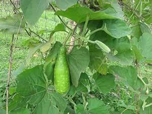 CooPany® Bottle Gourd/SOREKAI/LAU Seeds (15 Seeds) : Amazon.in: Garden ...