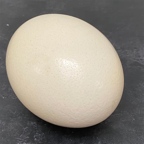 Ostrich Egg How To Cook And Eat An Ostrich Egg