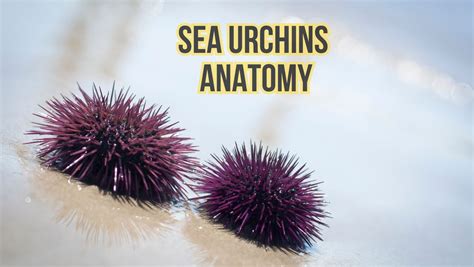 Sea Urchin Anatomy: [Parts & Fossils] - Sea Urchins Mag