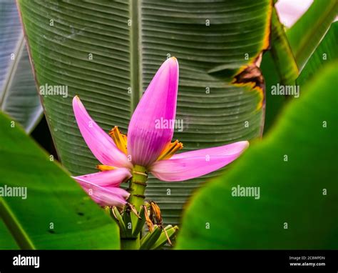 Pink banana plant flower in closeup, tropical plant specie from ...