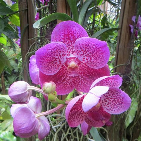 MAE SA ORCHID FARM (2026) All You Need to Know BEFORE You Go (with ...