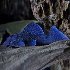Buy Pleco Fish Online | Plecostomus for Sale | AQUAStore