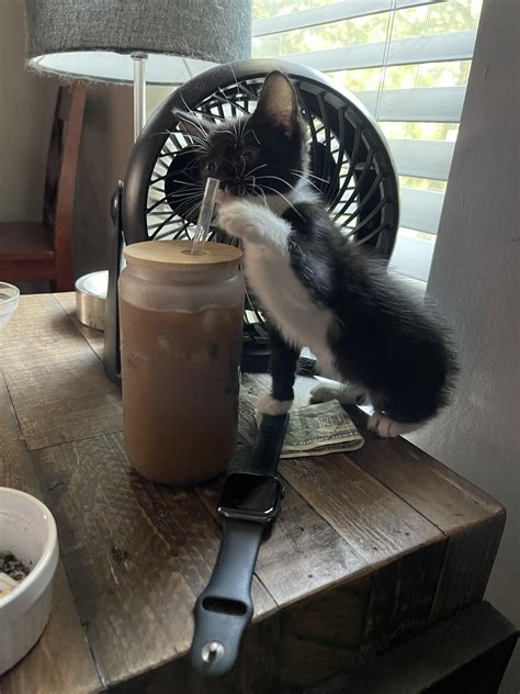 Even Bootsie can’t resist the cold brew from Bodacious Brew in ...