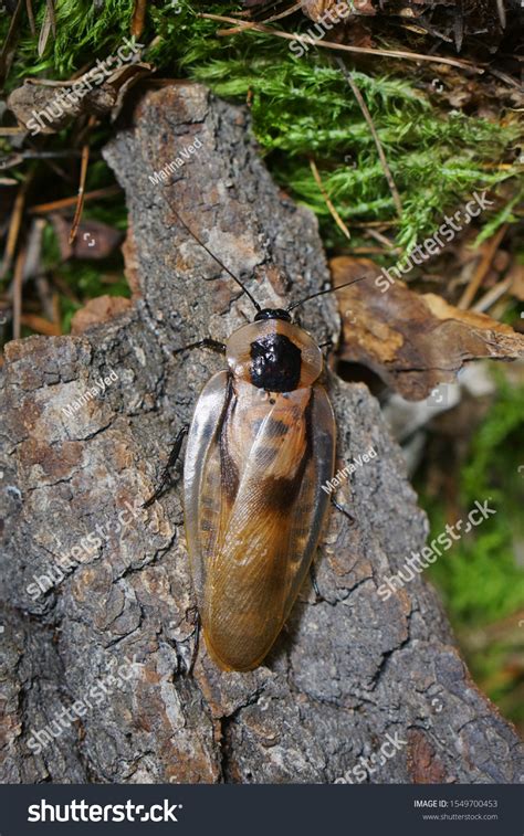 Image result for Large Cockroach