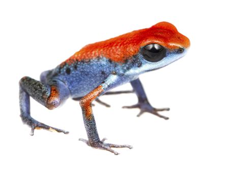 Poison Dart Frog Facts