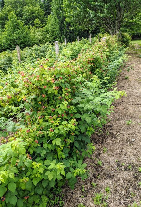 Image result for How to Support Raspberry Bushes