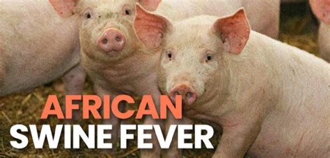 AFRICAN SWINE FEVER | IAS GYAN