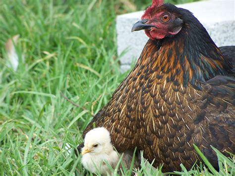 What Is A Hen Poultry at Alexandra Gabb blog