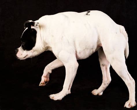 狗届卡西莫多，天生没脖子的“两厢狗”，是遗传还是人为造成？_腾讯新闻
