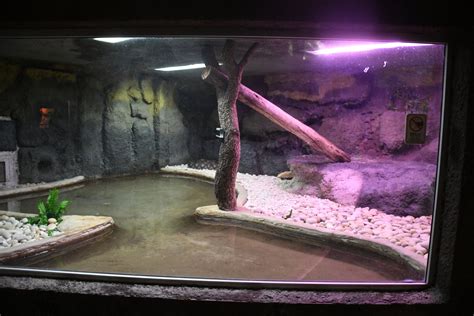 Image result for Reticulated Python Enclosure