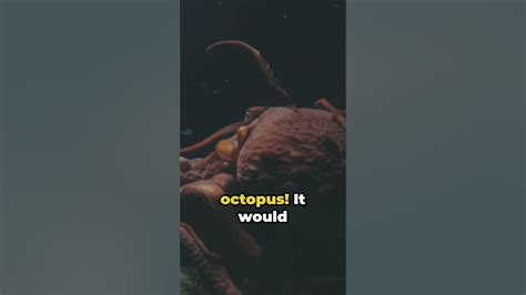 Image result for Octopus Problem Solving YouTube