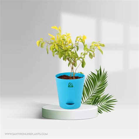 Duranta Gold Pot Plant – Santhi Online Plants