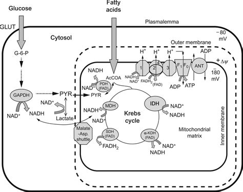 Energy Human 的图像结果