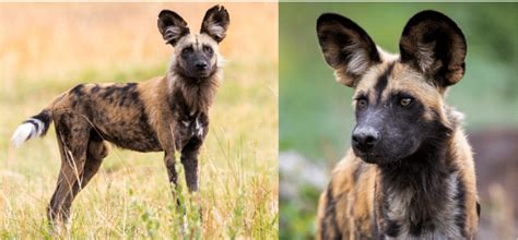 Image result for African Predators vs Predators