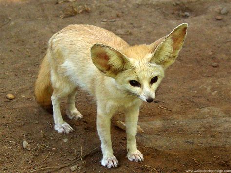 Desert Fennec Fox