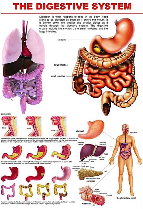 Digestive Process for Kids 的图像结果