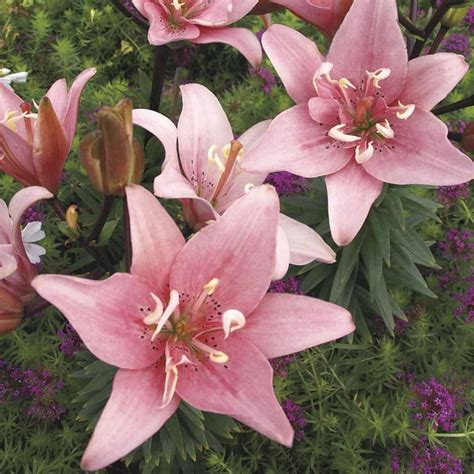 Asiatic Lily Care: How To Grow Asiatic Lilies [UPDATED]