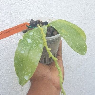 Phalaenopsis Tetraspis X Cornu Cervi Red – EXOTICA ORCHIDS