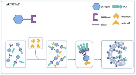 Targeted Degradation Technologies Utilizing Autophagy