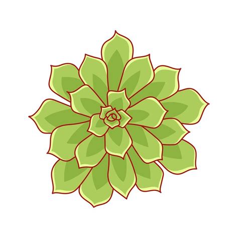 Soczysta echeveria pulidonis w stylu kreskówki Kwiat pustyni Zielona ...