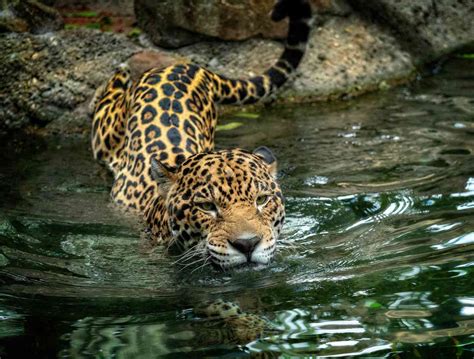 12 Fierce Facts About Jaguars