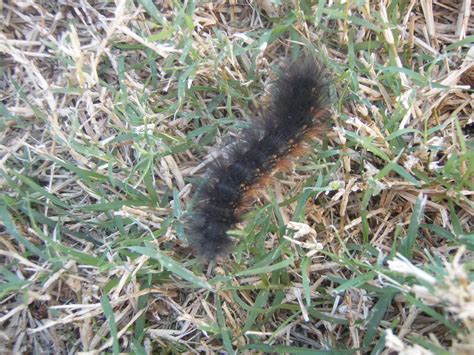 Salt Marsh Caterpillar Saltmarsh Caterpillar