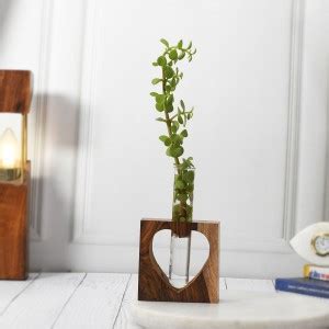 Craft Junction 1 Glass Test Tube With Wooden Stand Without Money Plant ...