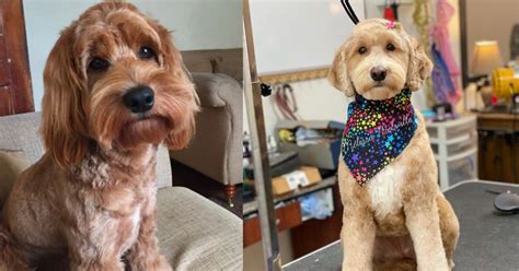 Image result for Cockapoo Dog Cuts