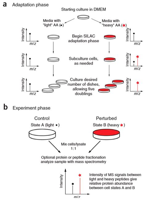 Elucidation of the Mechanism of Action for Metal Based Anticancer Drugs ...