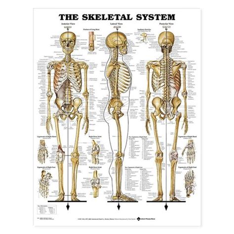 Anatomical Chart Company Buy Skeletal System Anatomy Poster Online ...