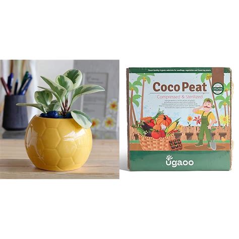 UGAOO Football Ceramic Pot (Yellow) Cocopeat Block for Home Garden ...