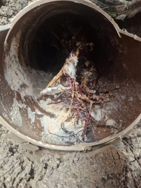 Tree Root Remover 的图像结果