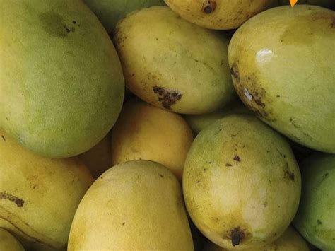 Madhya Pradesh Farmer Grows Mangoes Worth ₹ 2.7 lakh per kg, Employs 14 ...