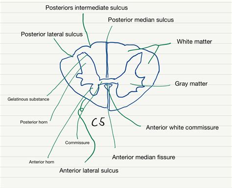 Neuroanatomy study notes