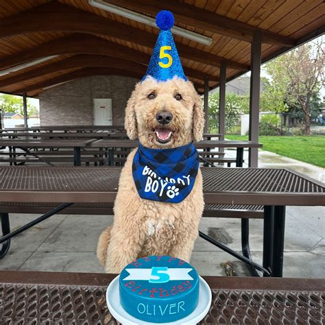 Kat | You aren’t ready for the last pic.. • • #dresses #outfit #ootd #dinnerparty #goldendoodle ...