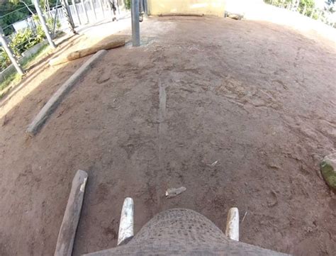 Image result for Elephant GoPro