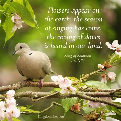 Scripture About Birds