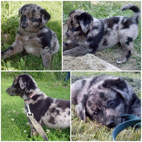 Blue Merle Australian Shepherd Lab Mix at Kristen Loveland blog
