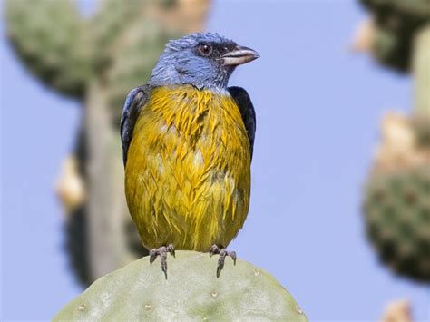 Blue-and-yellow Tanager - eBird