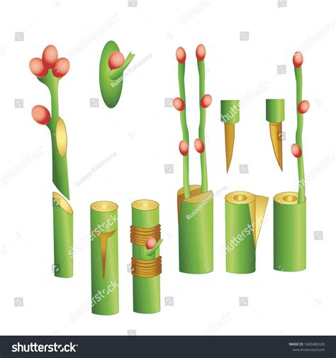 Vegetative Reproduction Grafting Graftage Propagation Plants Stock Vector (Royalty Free ...