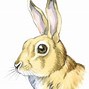 Image result for Raising Wild Baby Rabbits