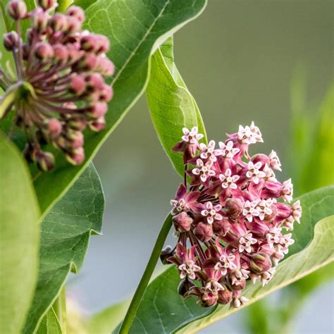 Showy Milkweed (Asclepias speciosa) - Annie's Heirloom Seeds