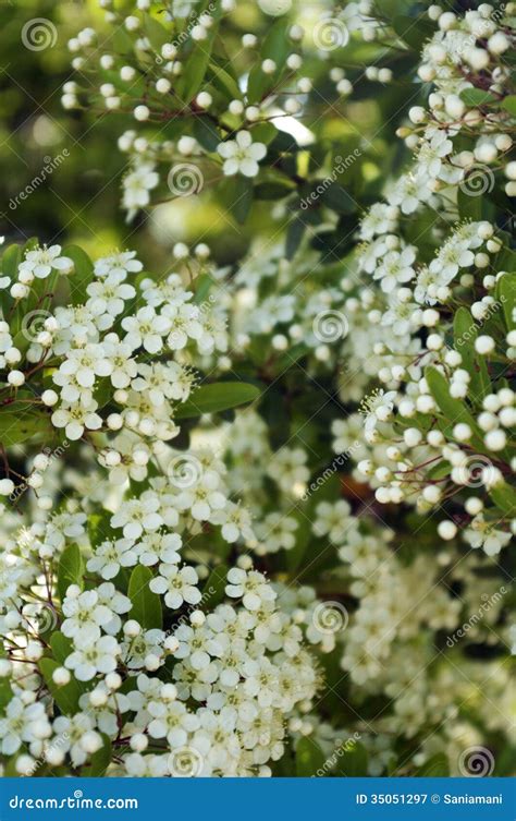 Little white flowers stock image. Image of macro, blossomed - 35051297