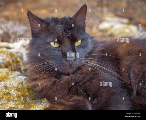 Non-pedigree tabby black and brown fluffy long-haired cat with ...