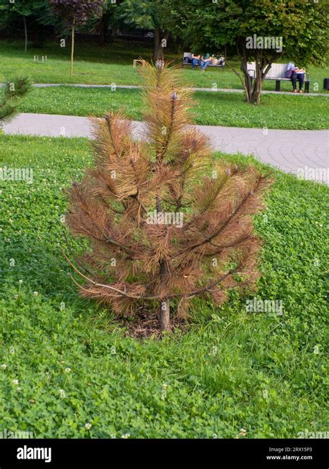 Pine Tree Problems 的图像结果