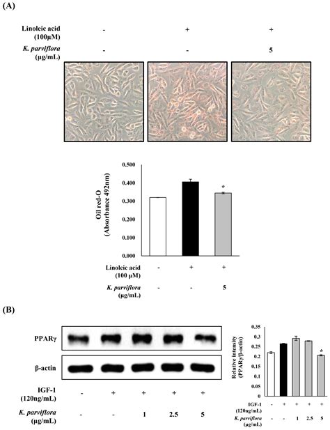 Kaempferia parviflora Extract as a Potential Anti-Acne Agent with Anti ...