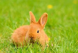 Image result for Baby Bunny On White Background