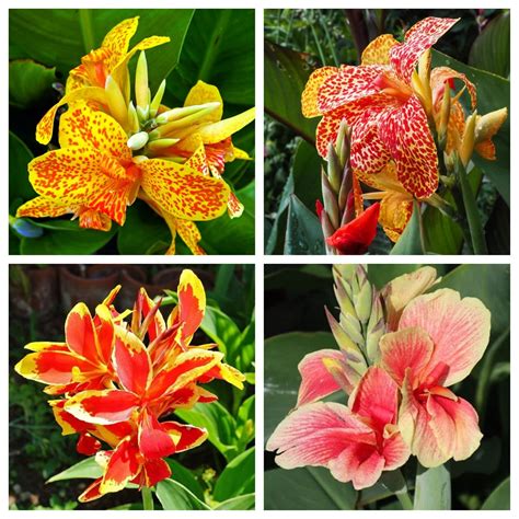 Tall Canna bulbs, low maintenance garden decoration, perennial planting - Walmart.com